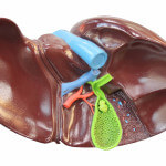 Liver model